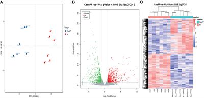 Transcriptional Profiling of Human Peripheral Blood Mononuclear Cells Stimulated by Mycobacterium tuberculosis PPE57 Identifies Characteristic Genes Associated With Type I Interferon Signaling